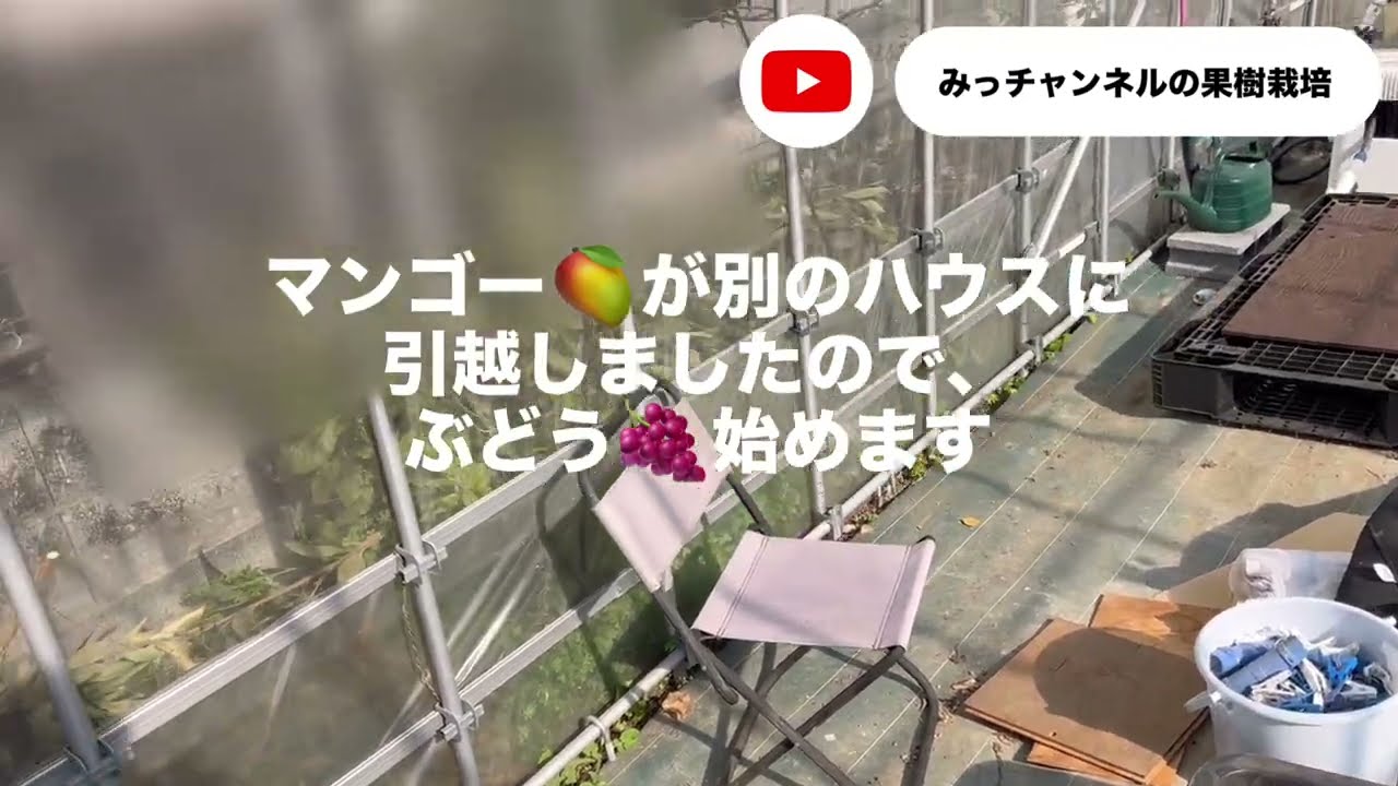 ぶどう栽培スタート（マスカットノアール、マスカサーティン）