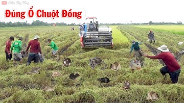 Xem Cận Cảnh Dí Cù Bắt Ổ Chuột Đồng | Thu Hoạch Lúa Miền Tây - Catch The Mouse | Miền Tây Vlog