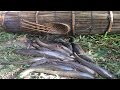 Wow amazing children fishing by bamboo trap  awesome documentary fish bamboo trapping