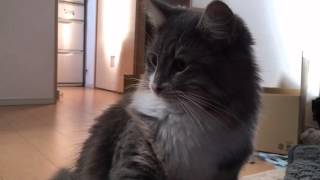 ハイタッチ！をする猫 ノルウェージャンフォレストキャット Cat to the high five. Norwegian Forest Cat.