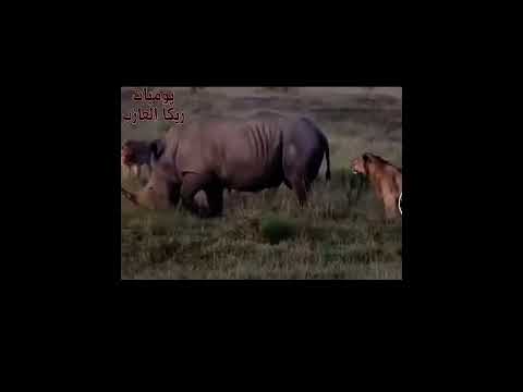 تامر حسني طيبة قلبك