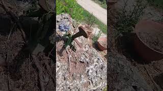 The real #excalibur King Arthur, The sword in the stone #kingarthur #legendofthesword