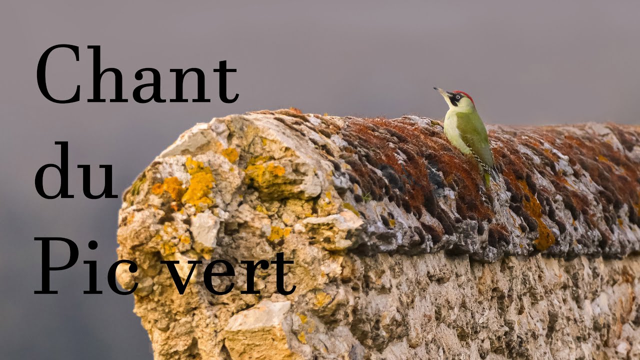 Chant du pic vert  Song of the green woodpecker