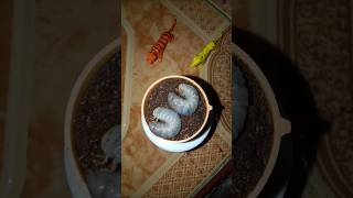 Two cute little beetle larvae quickly enter a container filled with soil 🥰 #shorts
