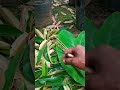 #cara #pengambilan #entrepreneurship #entres #durian yang bagus Highlight live