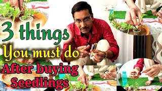 3 things you must do after bringing the flower seedlings at home