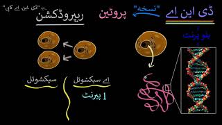 Reproduction,DNA,Sexual & Asexual | How do organisms reproduce| Biology| Khan Academy