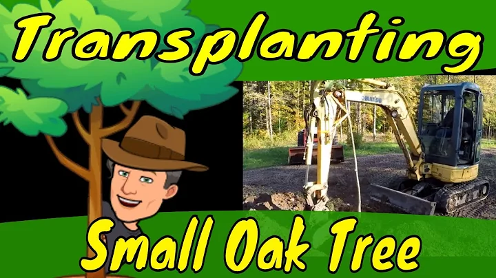 Transplanting Small Oak Tree
