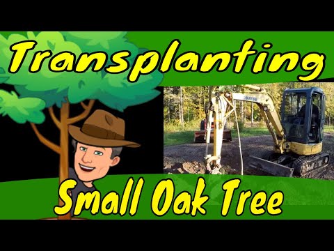 Transplanting Small Oak Tree
