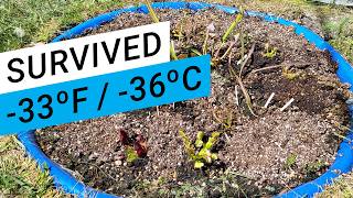 Simple Backyard Carnivorous Plants Bog - Post winter update
