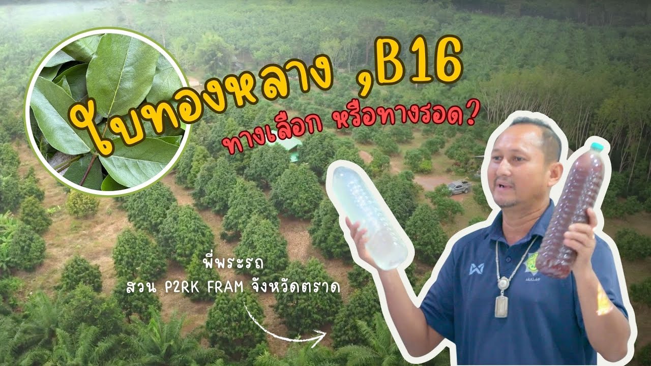 สวน P2RK FRAM พี่พระรถ จังหวัดตราด