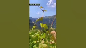 تلاوة جميلة بصوت القارئ الكردي رزكار محمد