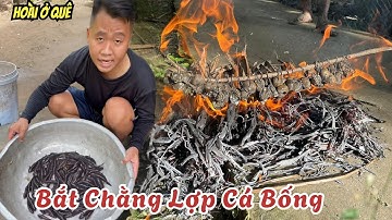 Bắt Chằng Đặt Lợp Cá Bống Dừa. Trúng Đậm Siêu Nhiều Cá Mang Đi Bán  | Hoài ở quê