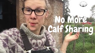 Why I'll Never Calf Share Again...{The Schat Show}