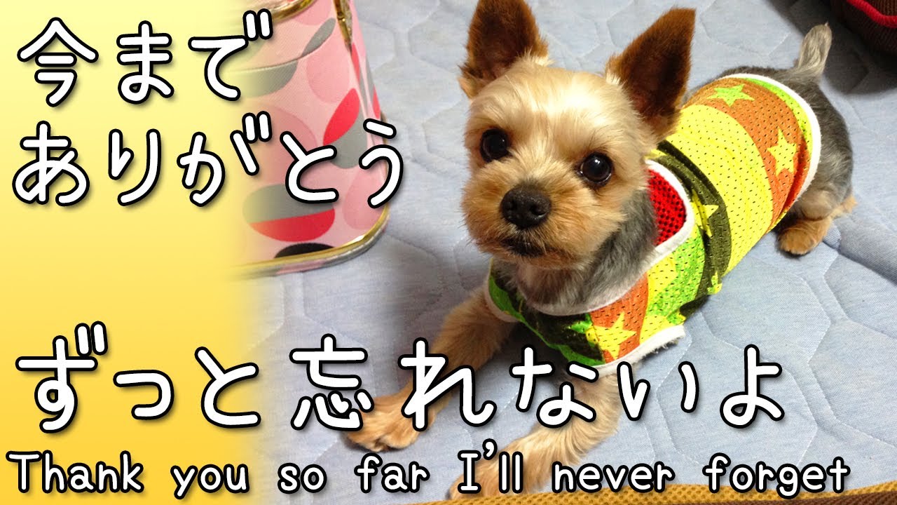 【ヨークシャテリア】愛犬が虹の橋へ旅立ちました【Yorkshire terrier】