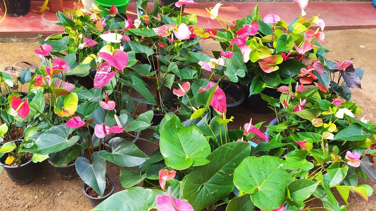 ඔන්න තවත් මල් පිරැණු බින් 3ක්ම ගෙනාවා.හිතේ හැටියට තෝරලා ගන්න.මල්ම විතරක් හොයන අයට බිග්මදර් ප්ලාන්ට් 