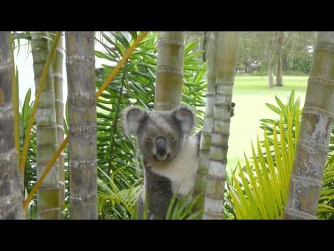 Download Kenny the Koala Mp3 and Video Kenny the Koala