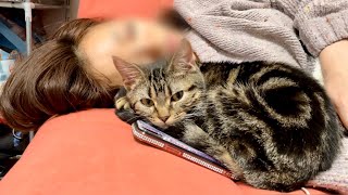 寝落ちした飼い主の顔にくっつきながら丸くなって眠ってしまった子猫w