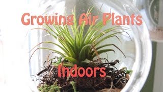 Growing Air Plants Indoors - Update