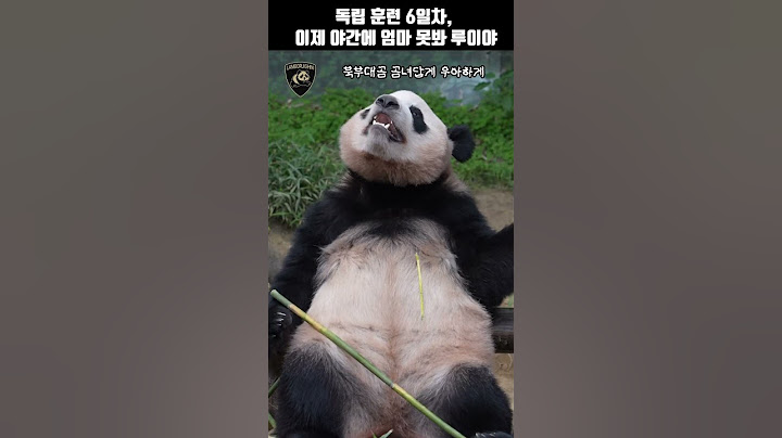 독립 훈련 6일차, 야간에 엄마를 못 보는데 모르는 루이바오 #루이바오 #바오패밀리 #baofamily #ruibao #睿宝 #睿寶 #독립훈련