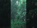 🌿 Rainforest Rain Sounds for Deep Sleep | White Noise Rainstorm | Stress Relief &amp; Relaxation