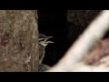Darling and hungry Carolina Wren fledgling waiting for room service 😘Parent feeds little chick
