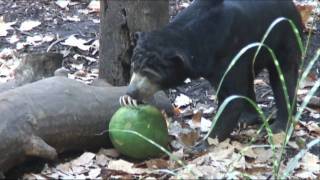 Behavioural Enrichment for Zoo Animals