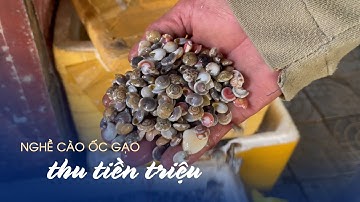 Người Đà Nẵng kiếm tiền triệu mỗi ngày với nghề cào ốc gạo