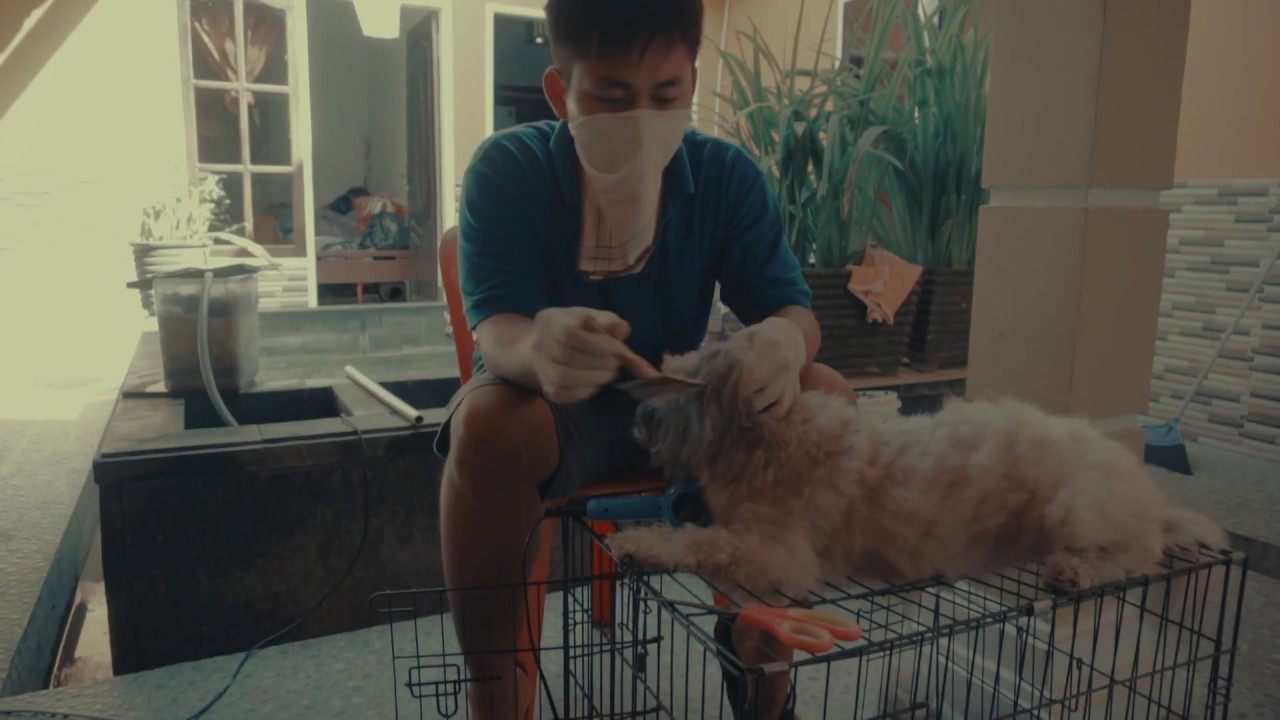 Cara Memandikan Anjing Shitzu Di Rumah Anjingku Berkutu YouTube