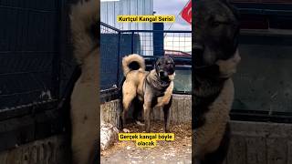 Safkan En İyi Kurt Savar Kangal 