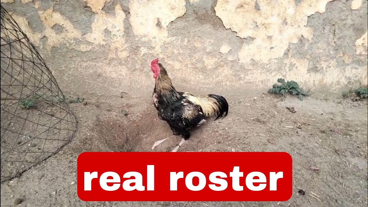 See Real Roster Interested People Watch This