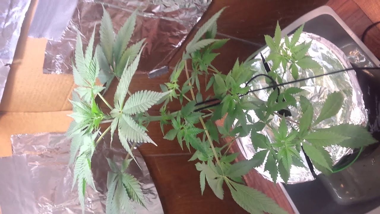 8 weeks old weed plant