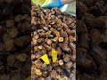 Delicious Leshou Food Welcome To Taste Food Roastduck 