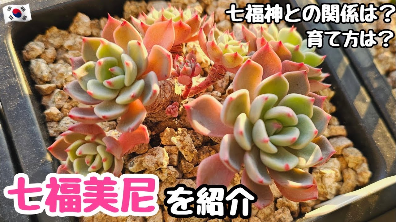 多肉植物】【初心者】七福美尼を紹介！育て方や七福神との関係は