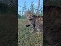 коли мріяв про океан і пальми, а прокинувся на кухні в селі #котики #funnycat  #українськийтікток