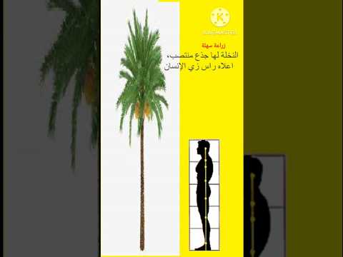 أوجه التشابه بين الإنسان والنخلة شريكان في الاصطفاء