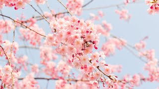 Cherry Blossom 4K   |   Beautiful Meditation Music   |  Study and Focus Miracle Hz screenshot 5