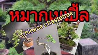 บอนไซหมากเมเปิ้ลChinese chastetree