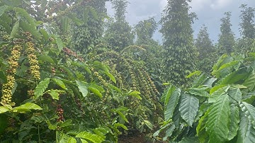 Bán lô đất đẹp đường xá thuận tiện nguồn thu nhập cao dt:1,6 ha có ao riêng lh:0964.175.347