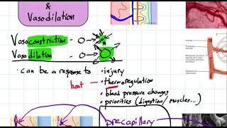 vasoconstriction and vasodilation
