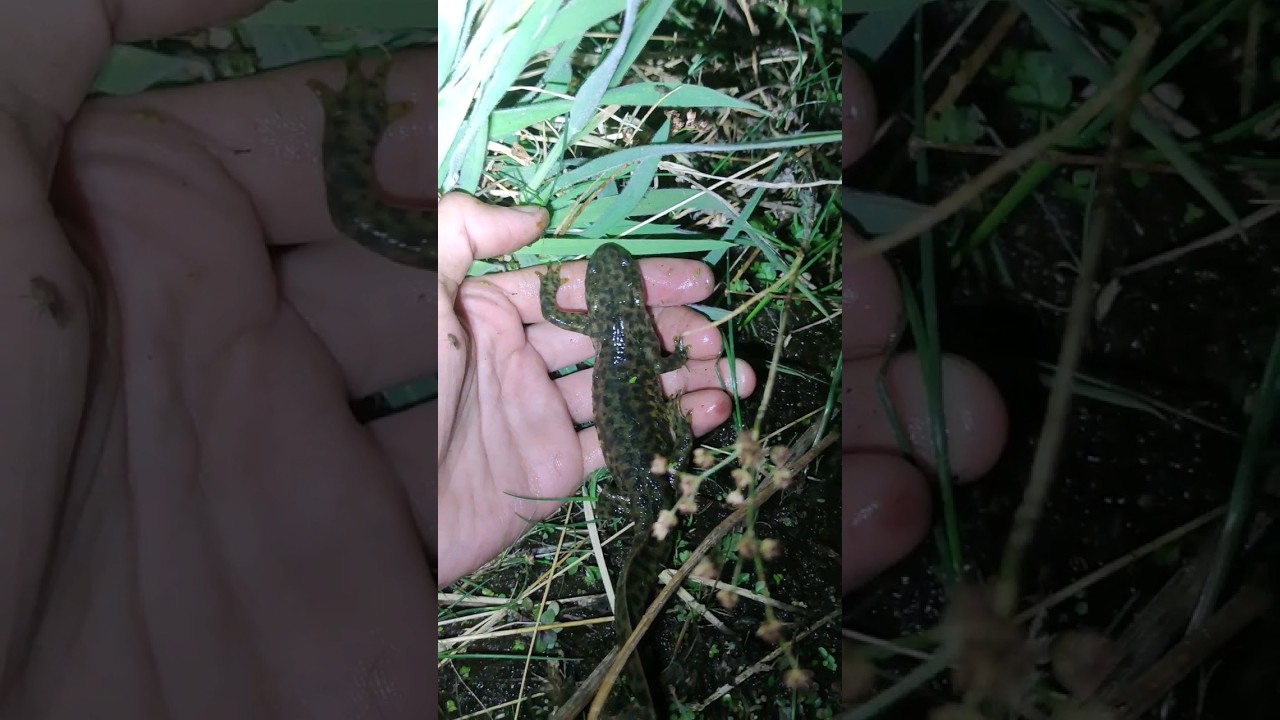 El tritón más grande de Europa #gallipato #anfibio #triton #viral #curiosidades #animales