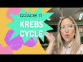 Krebs Cycle Quiz