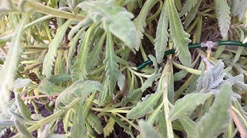3 Calibrating the plant booster device for a planter