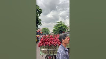 vải thiều lục ngạn bắc giang