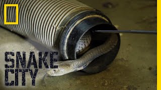 The Dangers of the Mozambique Spitting Cobra | Snake City