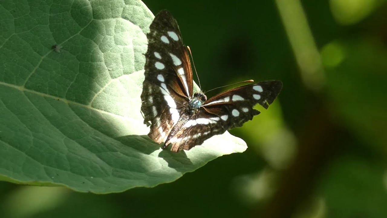 Common Glider Butterfly Sunbathing YouTube
