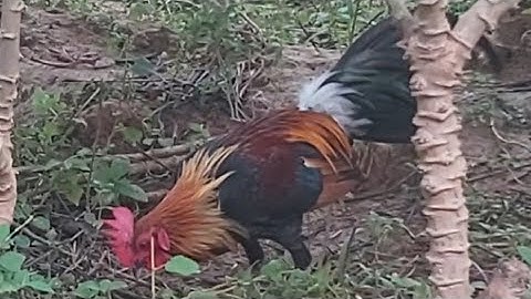 Qaib dib qua ntog tus 3