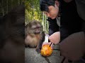 Kind Man Helps Injured Monkey Drink Coconut Water 🐒🥥❤️