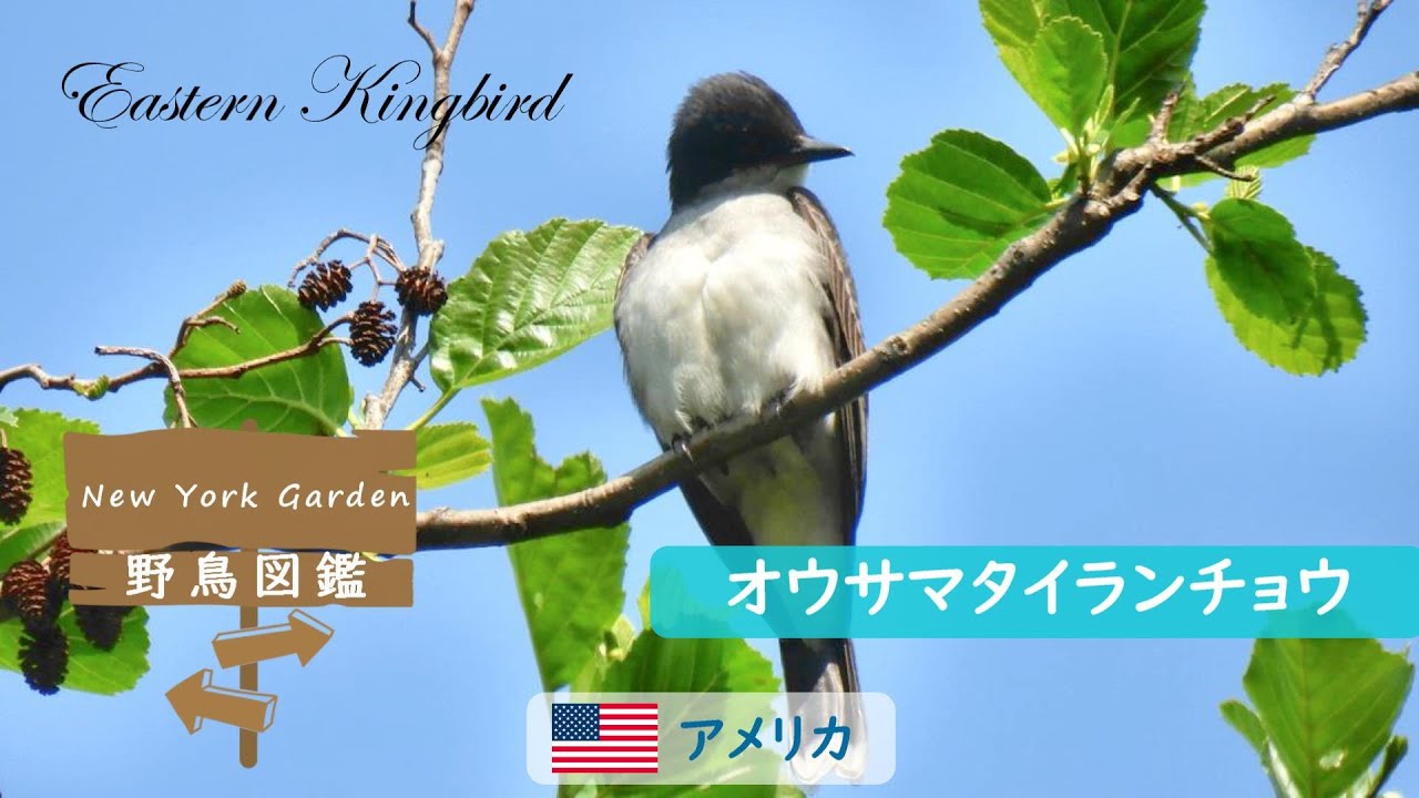 野鳥図鑑：Eastern Kingbird (オウサマタイランチョウ) - YouTube