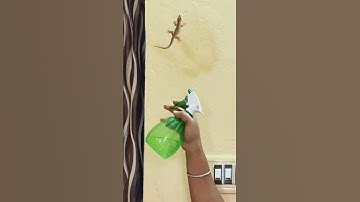 How to get rid of lizards #shorts #ytshorts #tips&tricks